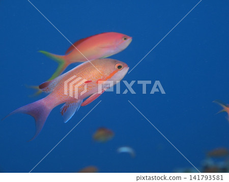 Anthias swimming side by side in the blue waters of Ishigaki Island Anthias swimming side by side in the blue waters of Ishigaki Island 141793581