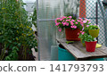 A Tranquil Greenhouse Scene Featuring Lush Vegetation and Vibrant Potted Flowers, Creating a Serene Atmosphere for Gardening Enthusiasts and Plant Lovers. 141793793