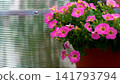 Vibrant Display of Pink Petunias Blooming in a Decorative Pot Against a Subtle Textured Background in a Garden Setting. 141793794