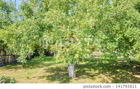 An old fruit orchard in the summer. An old fruit orchard in the summer. 141793811