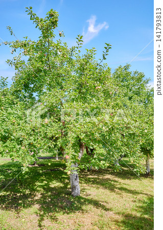 An old fruit orchard in the summer. 141793813