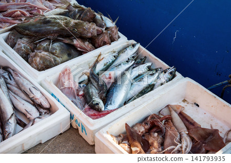 Assortment of fresh fish and squid displayed in white boxes at a Greek market stall Assortment of fresh fish and squid displayed in white boxes at a Greek market stall 141793935