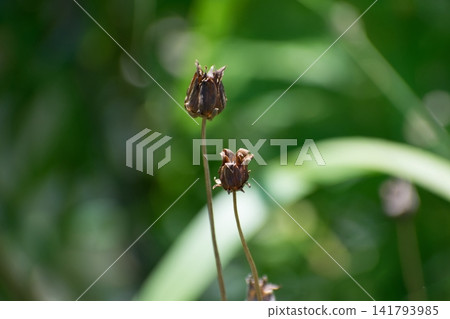 披針金雞菊的果實 披針金雞菊的果實 141793985