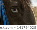 Close-up view of unique bright blue eye of black horse with detailed iris pattern, eyelashes, and blue leather bridle 141794028