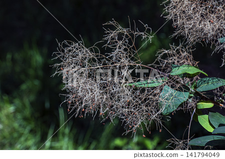 Fruiting Smoketree Panicle against Dark Background Fruiting Smoketree Panicle against Dark Background 141794049