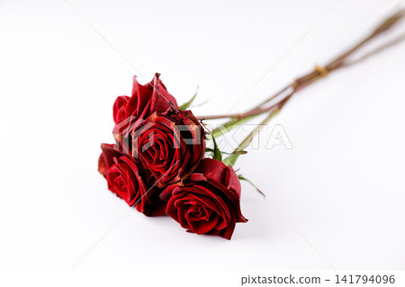 red roses on white background red roses on white background 141794096