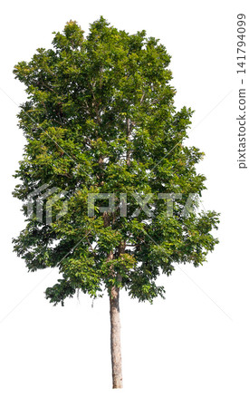 isolated tree on white background isolated tree on white background 141794099