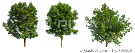 collection of three lush green trees PNG transparent collection of three lush green trees PNG transparent 141794100