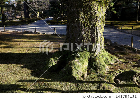 Moss Covered Tree Trunk with Gravel Pathway in Traditional Japanese Garden Moss Covered Tree Trunk with Gravel Pathway in Traditional Japanese Garden 141794131