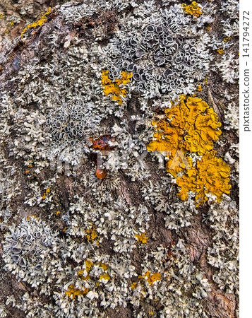 Colorful Lichen Colonies Growing Across Rough Tree Bark Colorful Lichen Colonies Growing Across Rough Tree Bark 141794272