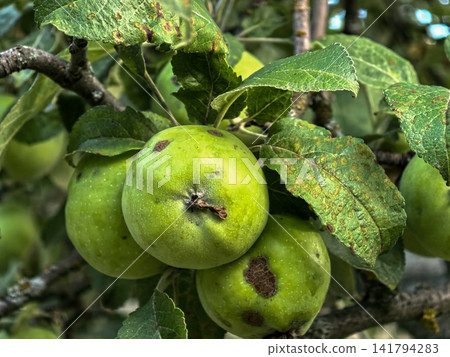Green Apples Damaged by Brown Spots and Disease Green Apples Damaged by Brown Spots and Disease 141794283