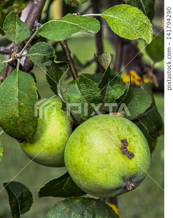 Two Green Apples With Brown Surface Damage on Tree Two Green Apples With Brown Surface Damage on Tree 141794290