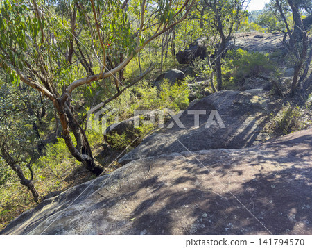 Trees and Rocks in Sassafras Gully in Springwood in the Blue Mountains Trees and Rocks in Sassafras Gully in Springwood in the Blue Mountains 141794570