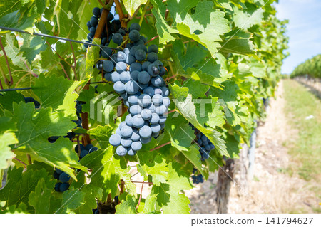 Bunche of black wine grapes in sunny weather on the vineyard. Summer harvest for nature background. Bunche of black wine grapes in sunny weather on the vineyard. Summer harvest for nature background. 141794627