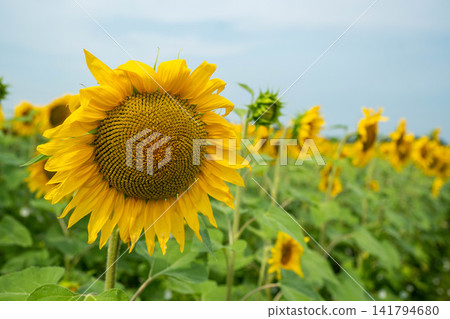 Sunflower being held, in field of sunflowers, with sunflower, hand, from a close-up perspective, with yellow, green accents, and serene and joyful mood, with nearby objects. Sunflower being held, in field of sunflowers, with sunflower, hand, from a close-up perspective, with yellow, green accents, and serene and joyful mood, with nearby objects. 141794680