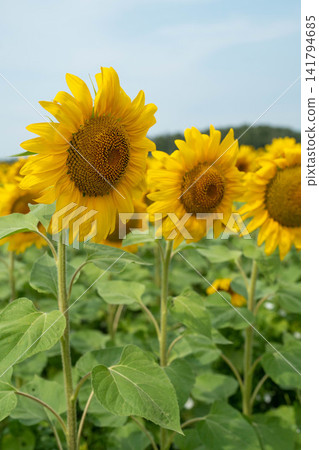 Closeup sunflower head in expansive field of yellow blooms beneath soft sky, with sharp petals, rich central disk, and layered floral rows fading toward distant trees Closeup sunflower head in expansive field of yellow blooms beneath soft sky, with sharp petals, rich central disk, and layered floral rows fading toward distant trees 141794685