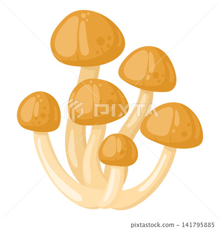 Honey mushrooms cluster. Wild edible mushrooms growing together flat vector illustration. Forest fungi isolated on white background Honey mushrooms cluster. Wild edible mushrooms growing together flat vector illustration. Forest fungi isolated on white background 141795885