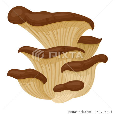 Oyster mushroom. Edible oyster mushrooms cluster flat vector illustration. Forest fungi isolated on white background Oyster mushroom. Edible oyster mushrooms cluster flat vector illustration. Forest fungi isolated on white background 141795891