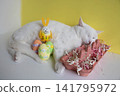 A white cat is lying near the egg container next to it are Easter eggs of various colors. 141795972