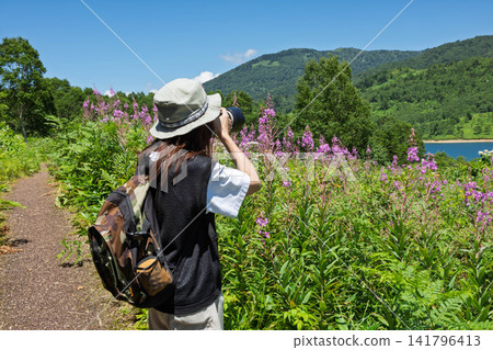 A woman photographs fireweed in Nozori Lake, Nakanojo Town, Gunma Prefecture. 141796413