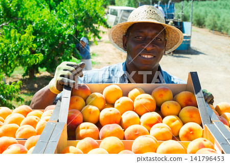 Man with boxes full of peaches Man with boxes full of peaches 141796453