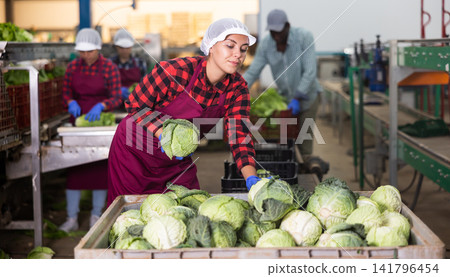 Woman checks the quality of cabbage in food factory warehouse Woman checks the quality of cabbage in food factory warehouse 141796454