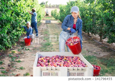 Hardworking woman farmer pours plums out of a bucket into a crate Hardworking woman farmer pours plums out of a bucket into a crate 141796455