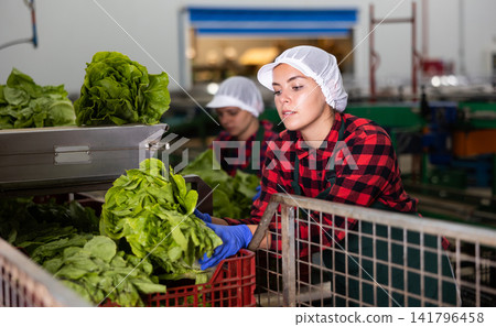 Young woman sorts Peking cabbage from crates Young woman sorts Peking cabbage from crates 141796458