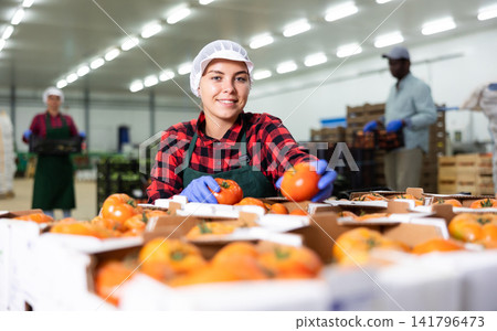 Woman worker checks and sorts ripe tomatoes in warehouse Woman worker checks and sorts ripe tomatoes in warehouse 141796473