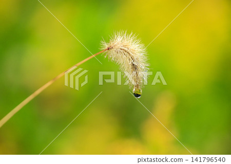 Foxtail grass (Setaria viridis) wet with rain in a field of autumn-colored grass. Foxtail grass (Setaria viridis) wet with rain in a field of autumn-colored grass. 141796540