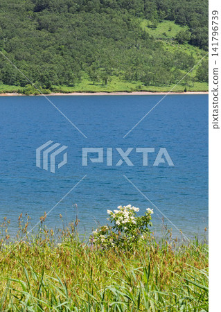 群馬縣中之條町野乘湖岸邊盛開的圓錐繡球花 群馬縣中之條町野乘湖岸邊盛開的圓錐繡球花 141796739