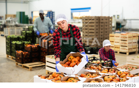 Young woman farmer puts crates of tomatoes on top of each other Young woman farmer puts crates of tomatoes on top of each other 141796810