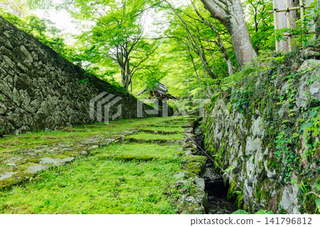 [Higashiomi City, Shiga Prefecture] Hyakusaiji Temple: A stunning view of the moss-covered main gate and fresh greenery. 141796812