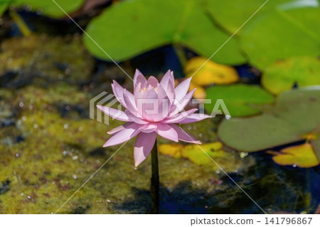 池塘裡盛開著美麗的粉紅色睡蓮;水邊呈現出一幅寧靜的夏日景象。 池塘裡盛開著美麗的粉紅色睡蓮;水邊呈現出一幅寧靜的夏日景象。 141796867