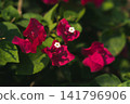 九重葛花 141796906