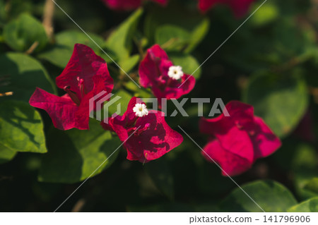九重葛花 九重葛花 141796906