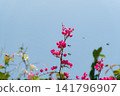 蜜蜂聚集在粉紅色的花朵周圍。 141796907