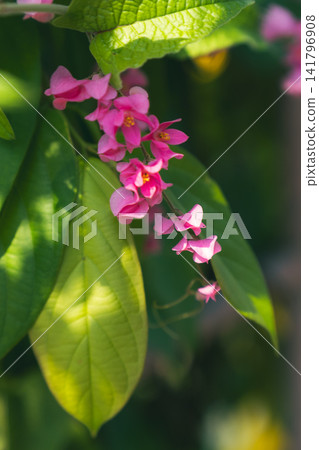 九重葛花 九重葛花 141796908