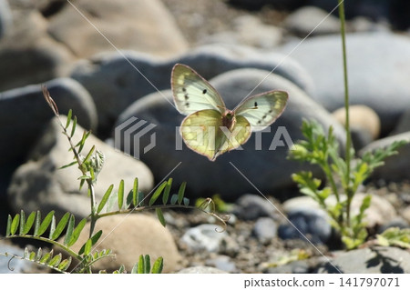 A flying Clouded Yellow butterfly 141797071