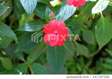 艷麗的鳳仙花 艷麗的鳳仙花 141797100