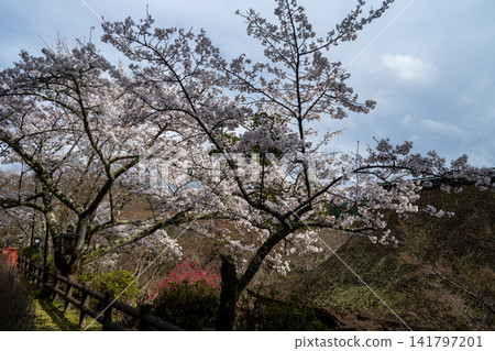 寺廟內的櫻花籠罩在春霧之中。 寺廟內的櫻花籠罩在春霧之中。 141797201