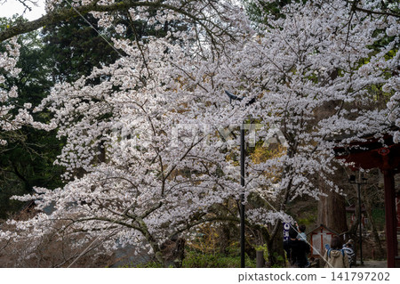 Spring in the temple grounds, with branches full of blooming flowers. Spring in the temple grounds, with branches full of blooming flowers. 141797202