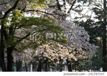 漫步在繁花似錦的林蔭大道上。 漫步在繁花似錦的林蔭大道上。 141797247
