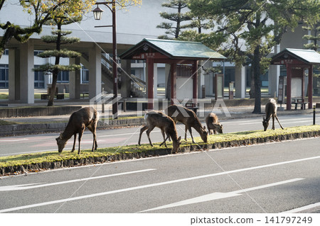 Deer crossing the street Deer crossing the street 141797249