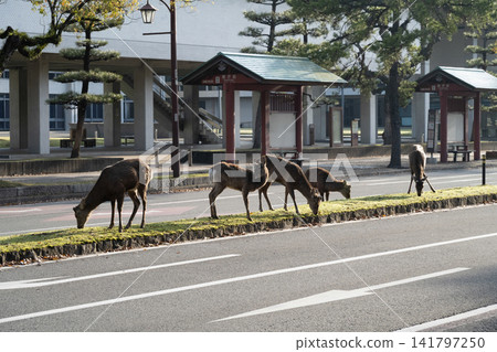 清晨,一隻鹿站在霧氣瀰漫的道路上。 清晨,一隻鹿站在霧氣瀰漫的道路上。 141797250