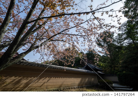 Cherry blossoms leaning against the Tsukiji wall Cherry blossoms leaning against the Tsukiji wall 141797264