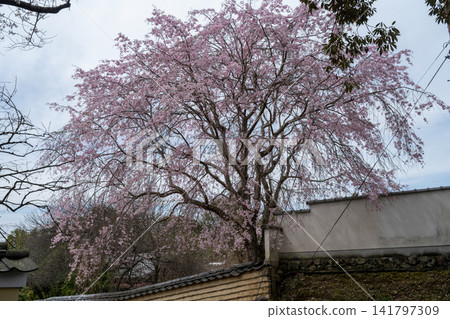 Red cherry blossoms hanging over an earthen wall Red cherry blossoms hanging over an earthen wall 141797309