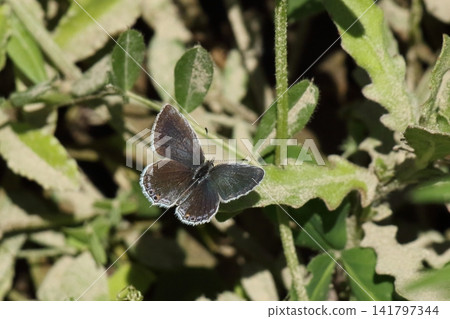 The upper surface (top side) of a female swallowtail butterfly. The upper surface (top side) of a female swallowtail butterfly. 141797344