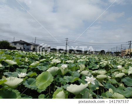 Lotus root fields spread across residential areas Lotus root fields spread across residential areas 141797537