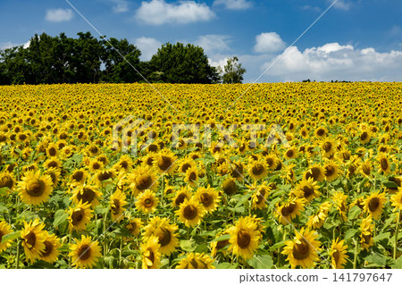 A field of sunflowers stands out against the summer blue sky, a beautiful landscape of yellow flowers in full bloom. A field of sunflowers stands out against the summer blue sky, a beautiful landscape of yellow flowers in full bloom. 141797647